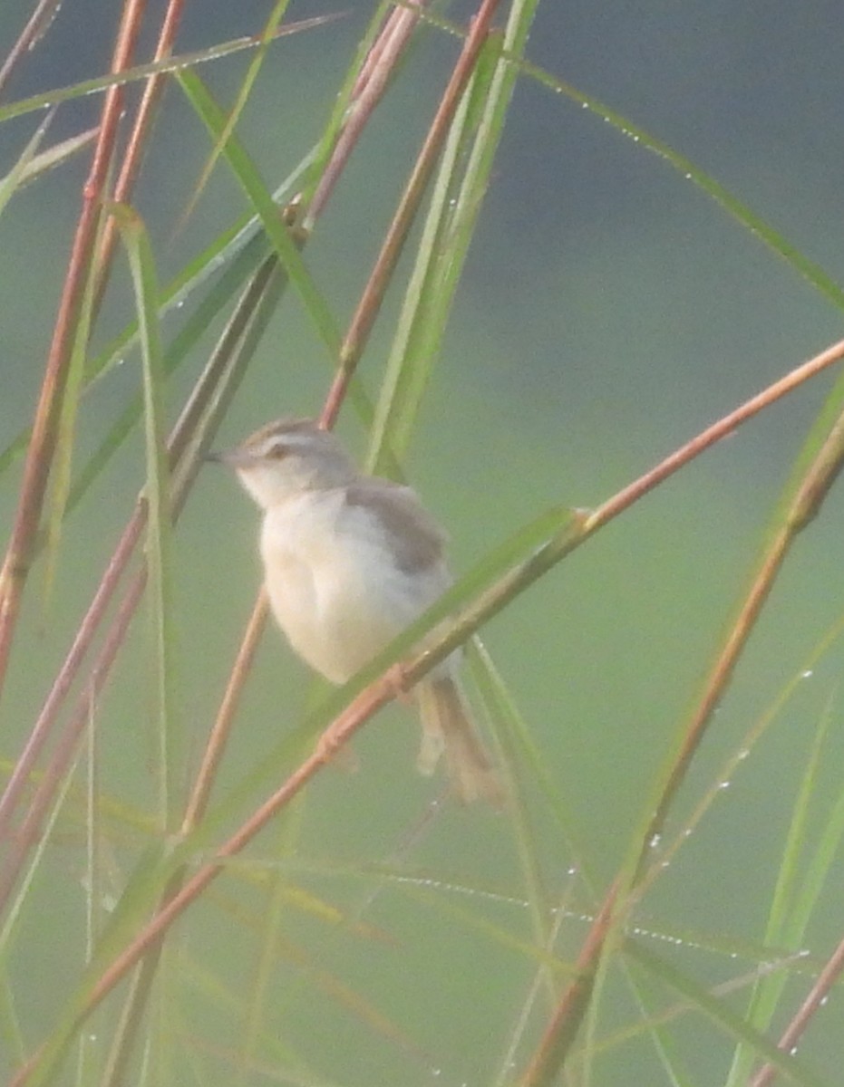 Plain Prinia - ML624582614