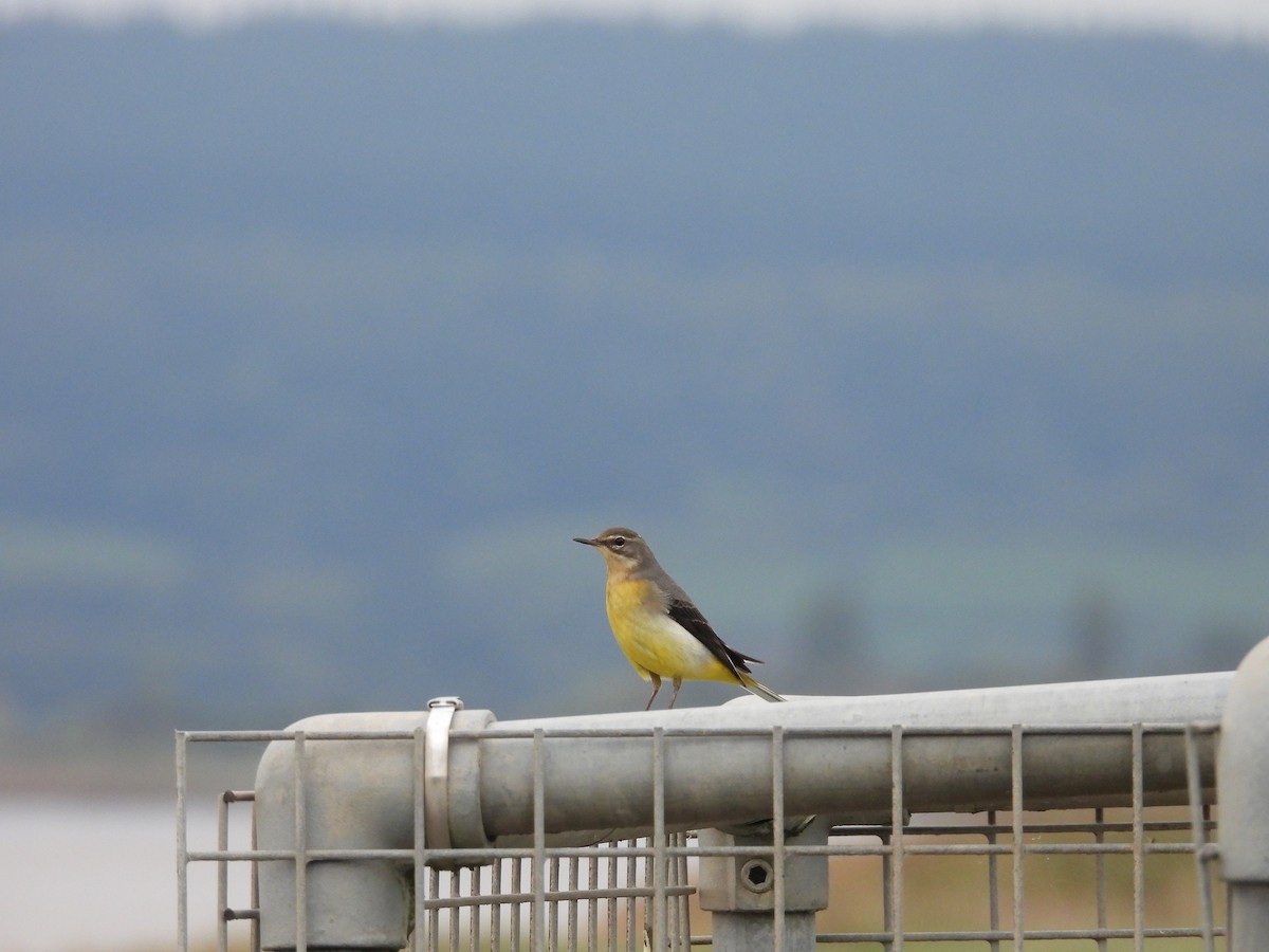 Gray Wagtail - Mike King