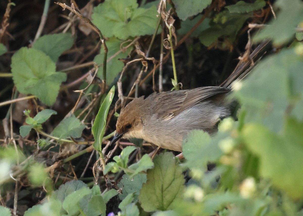 Hunter's Cisticola - ML624582622