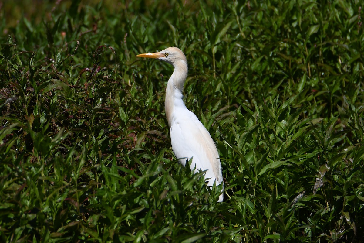 Eastern Cattle Egret - ML624582623