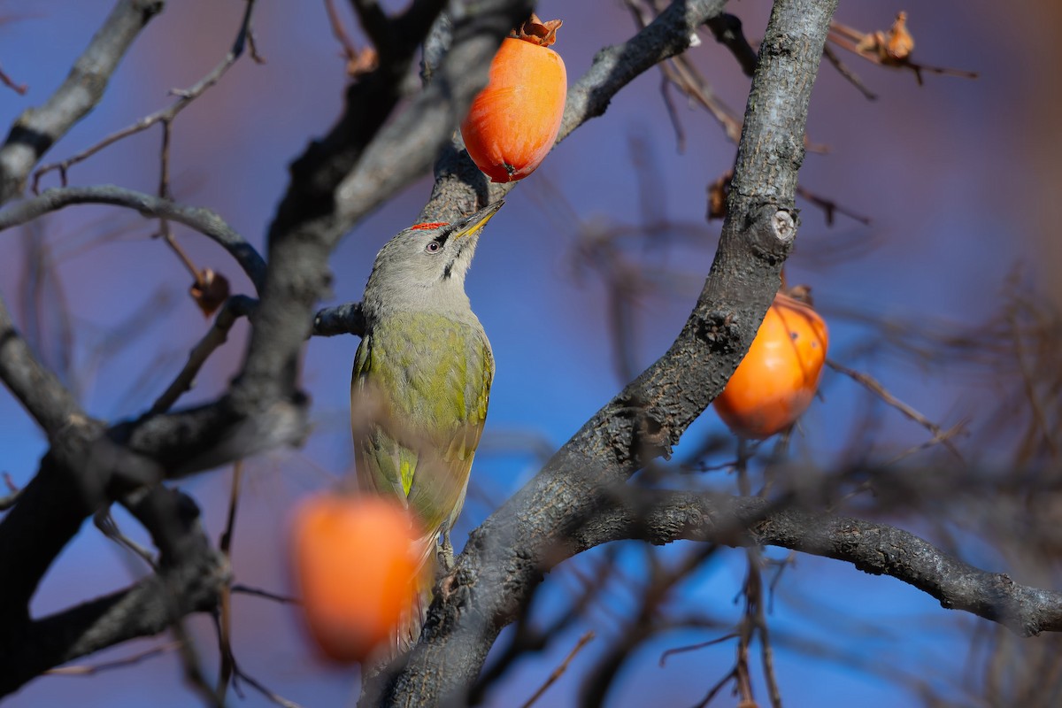 Gray-headed Woodpecker - ML624582625