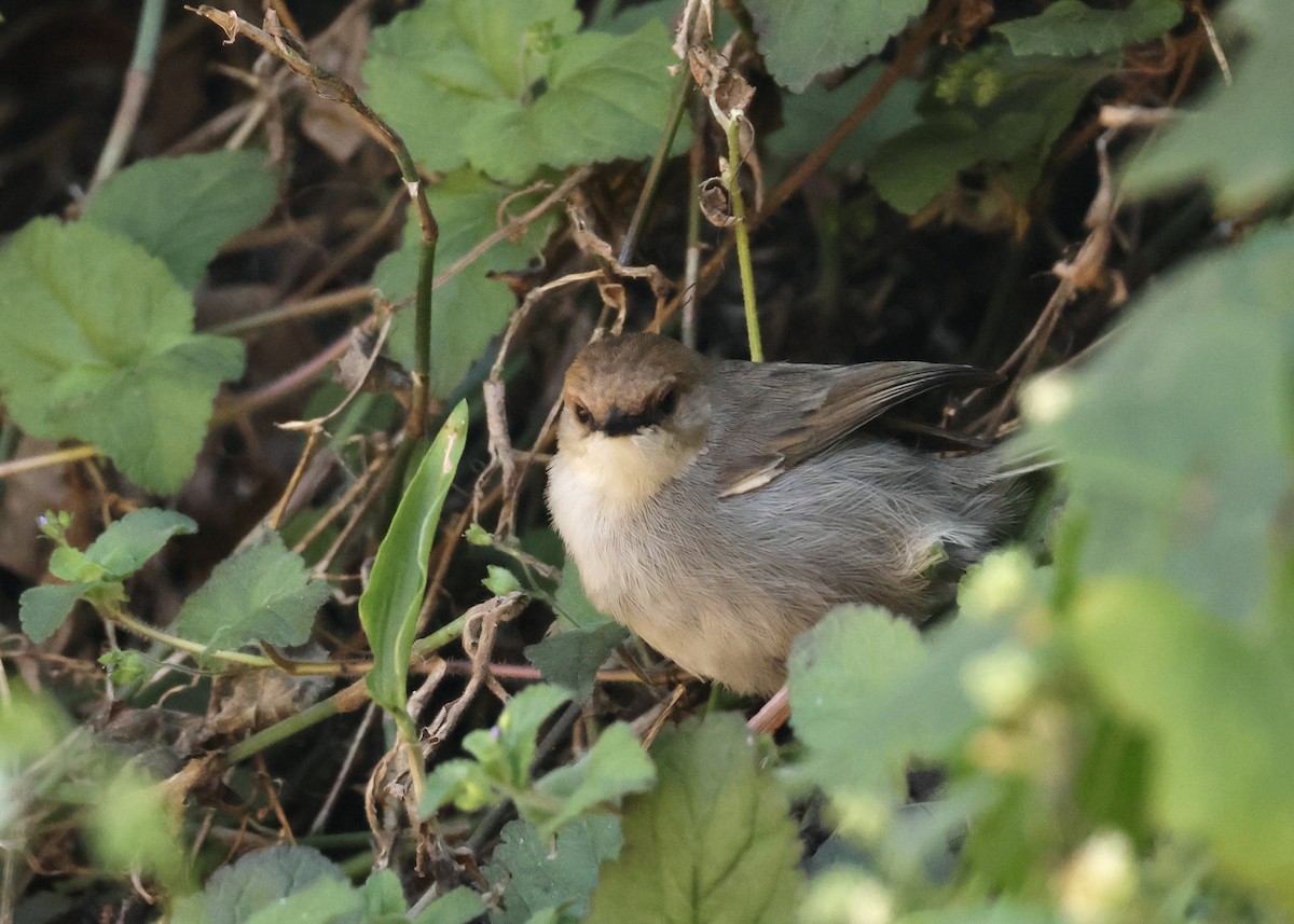 Hunter's Cisticola - ML624582642