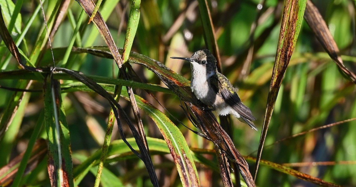 Ruby-throated Hummingbird - ML624582643