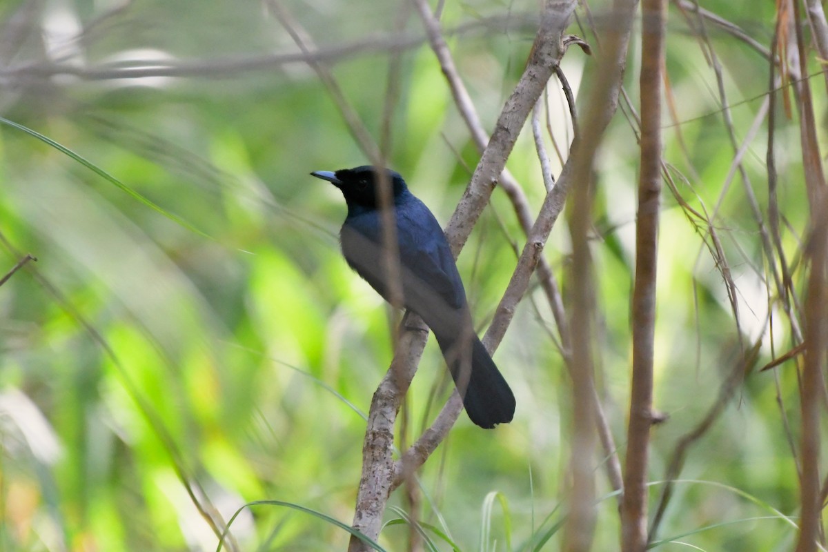 Shining Flycatcher - ML624582644