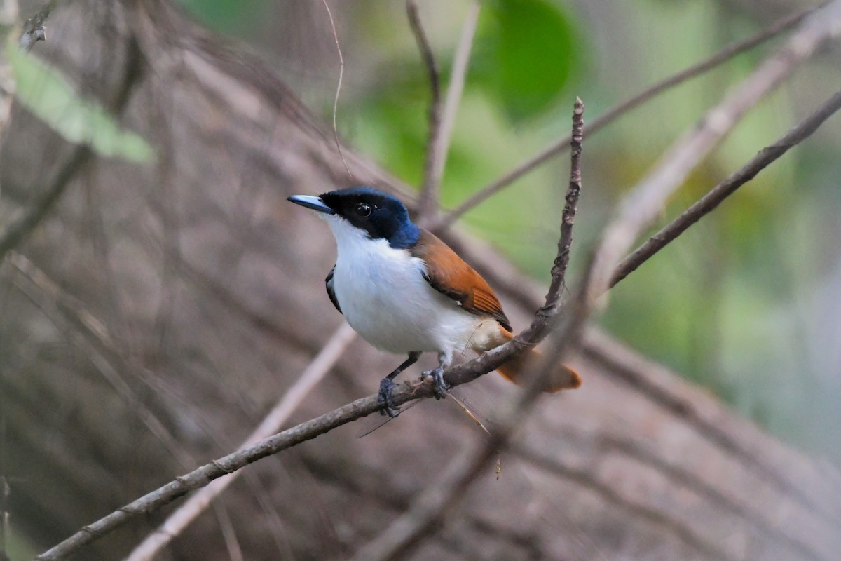 Shining Flycatcher - ML624582645