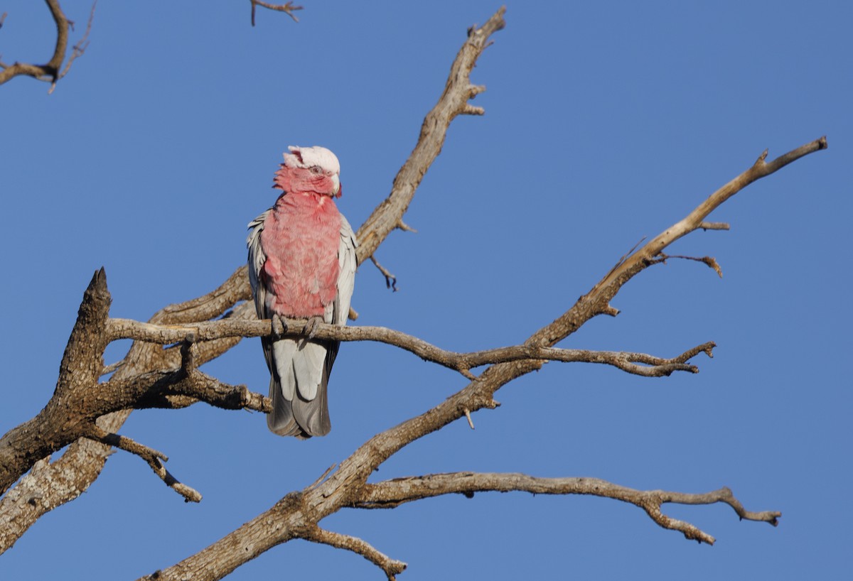 Galah - ML624582674