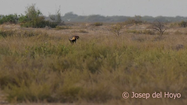 Black Crowned-Crane - ML624582686
