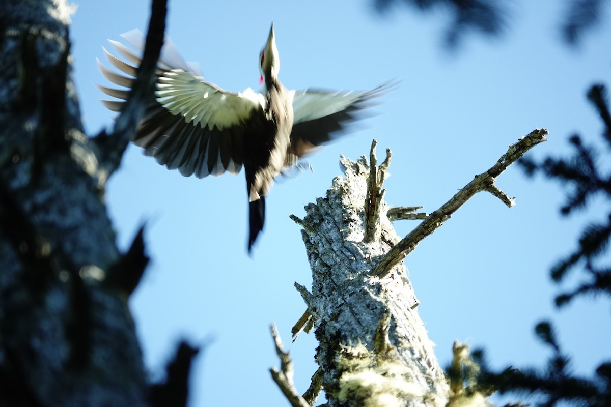 Pileated Woodpecker - ML624582708