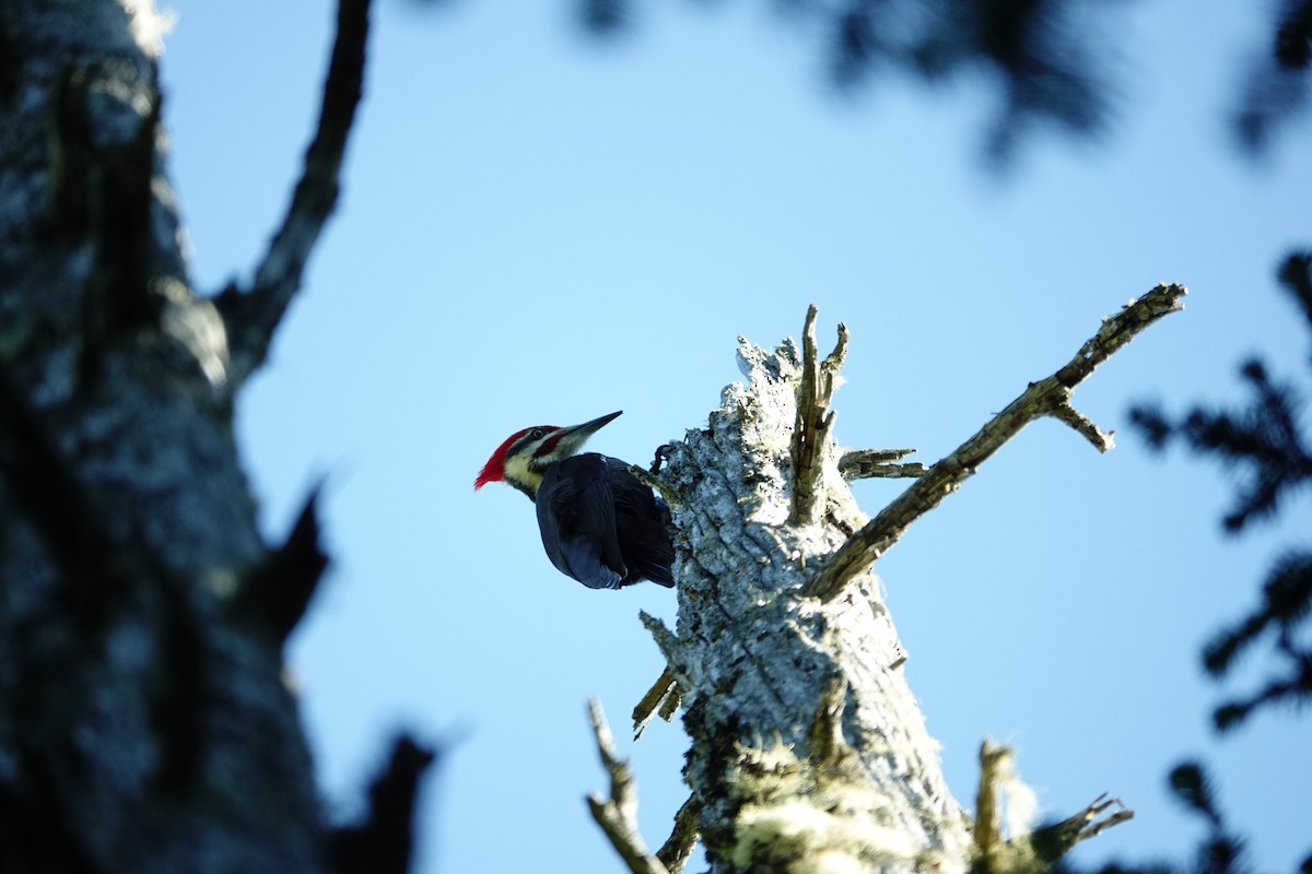 Pileated Woodpecker - Thelma GARNIER