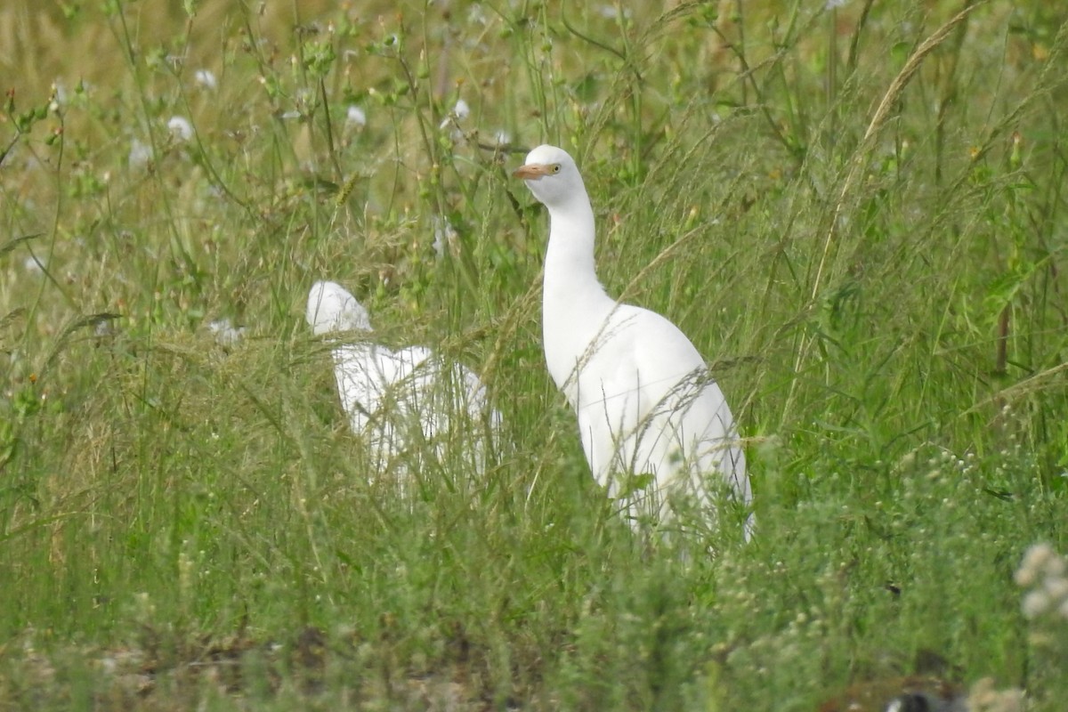 ニシアマサギ - ML624582722