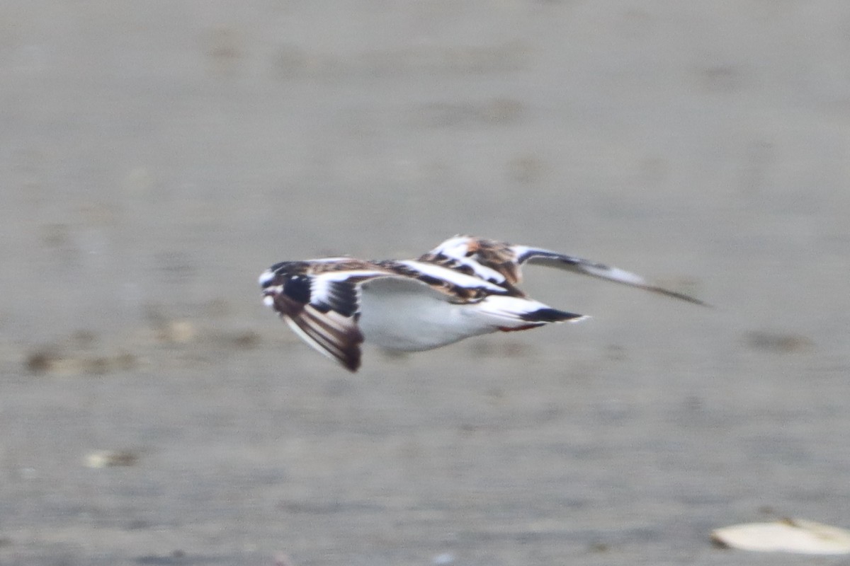 Ruddy Turnstone - ML624582728