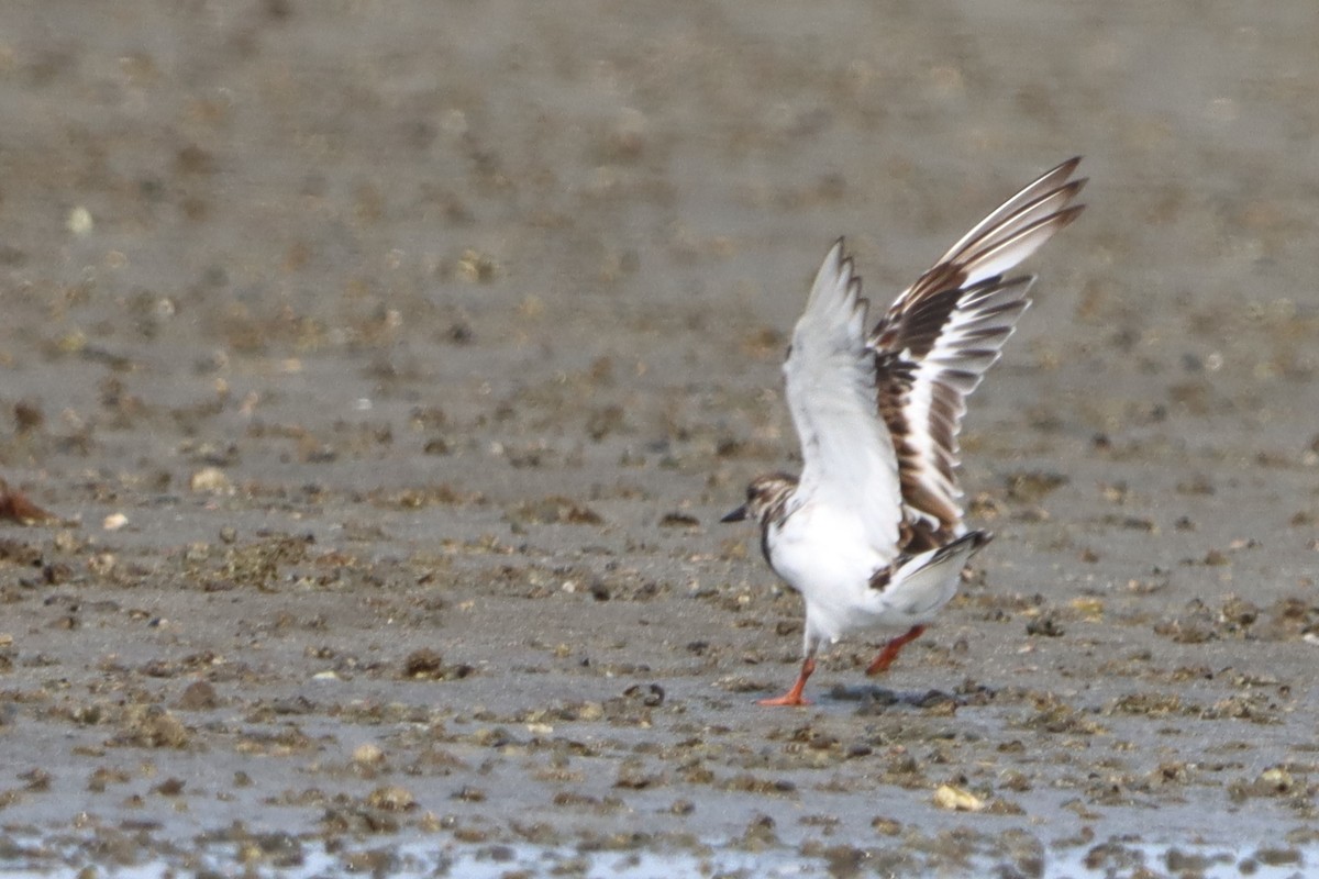 Ruddy Turnstone - ML624582729