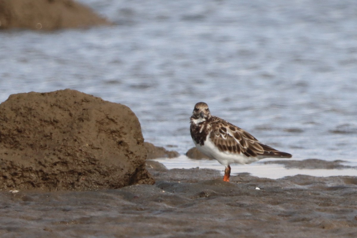 Ruddy Turnstone - ML624582730