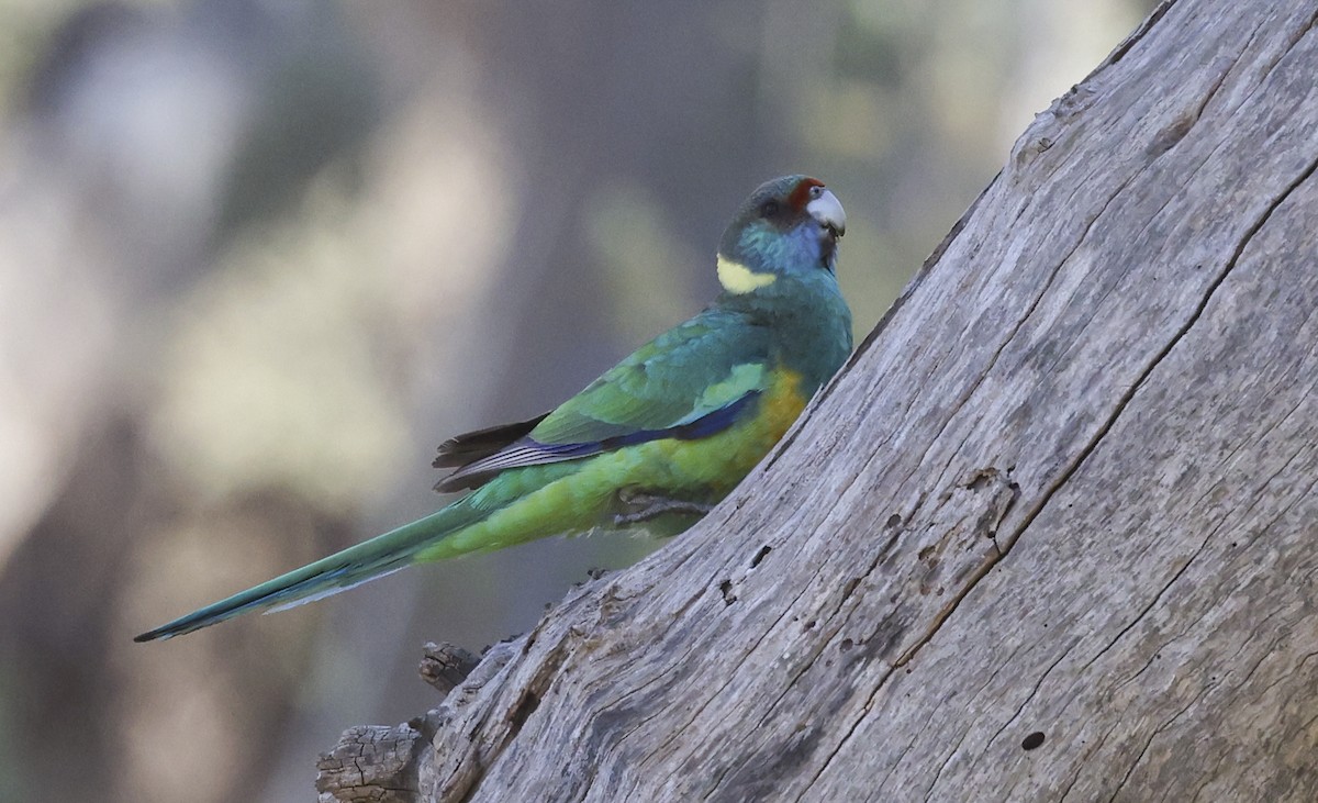 Australian Ringneck - Jason Vassallo