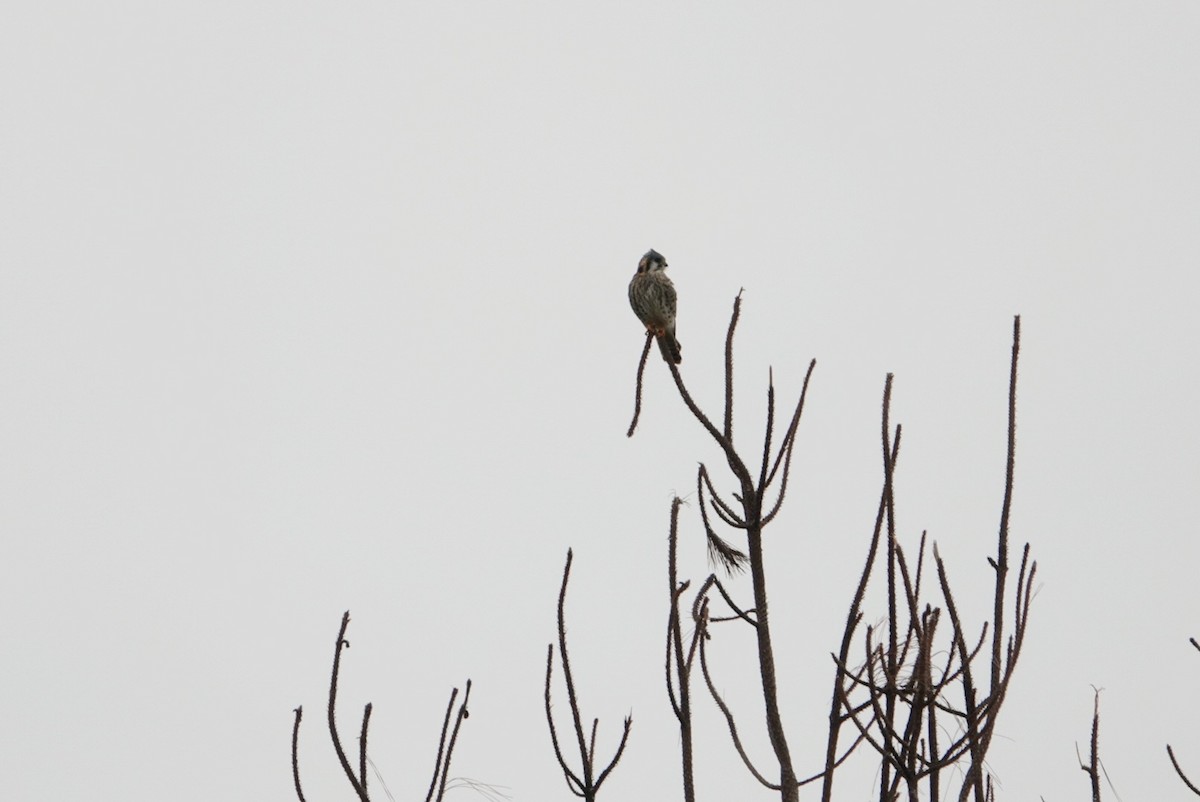 American Kestrel - deborah grimes