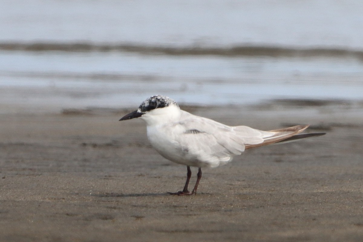 Whiskered Tern - David Morrison