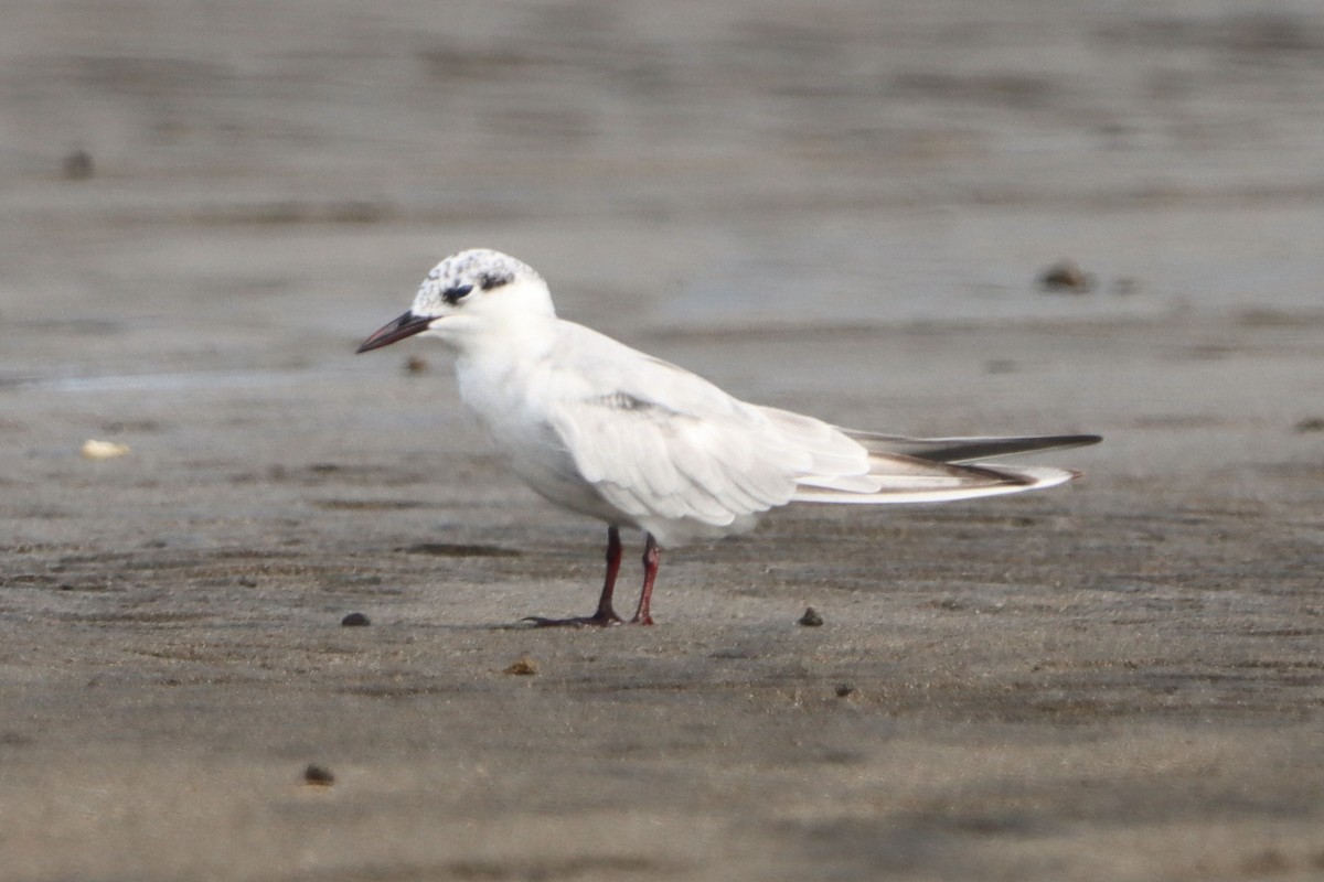 Whiskered Tern - David Morrison