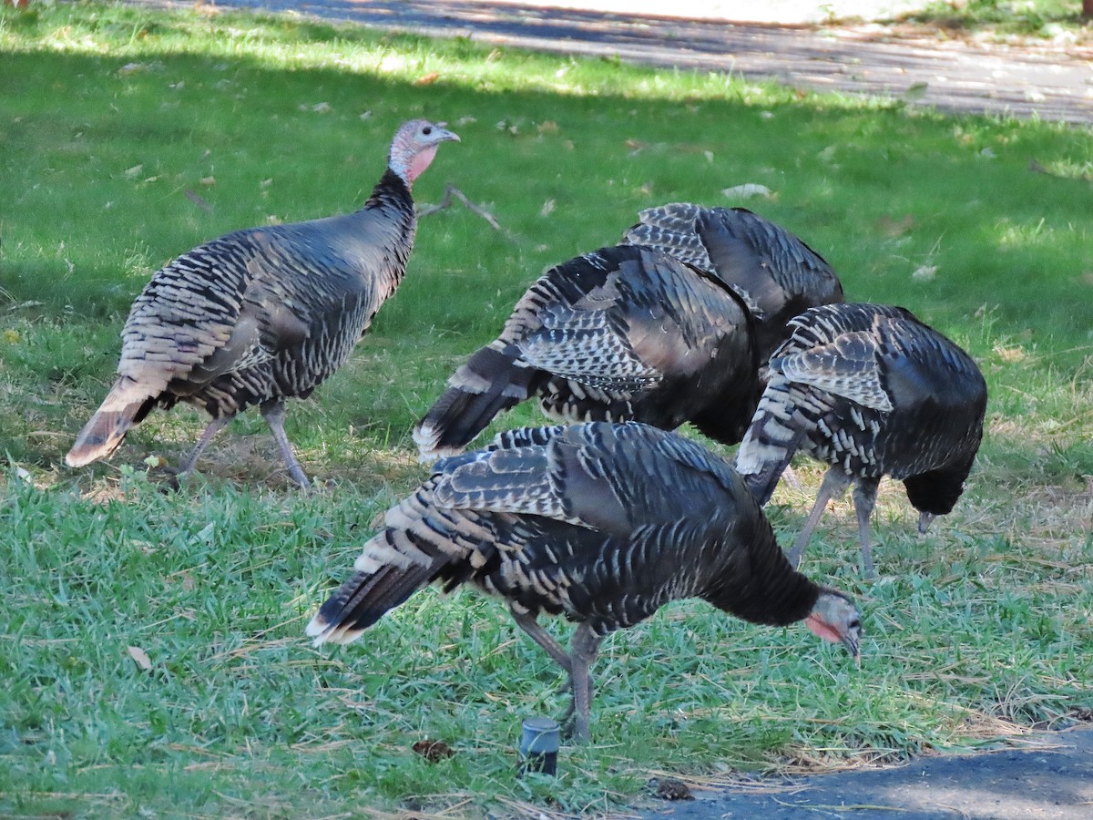 Wild Turkey - ML624582817