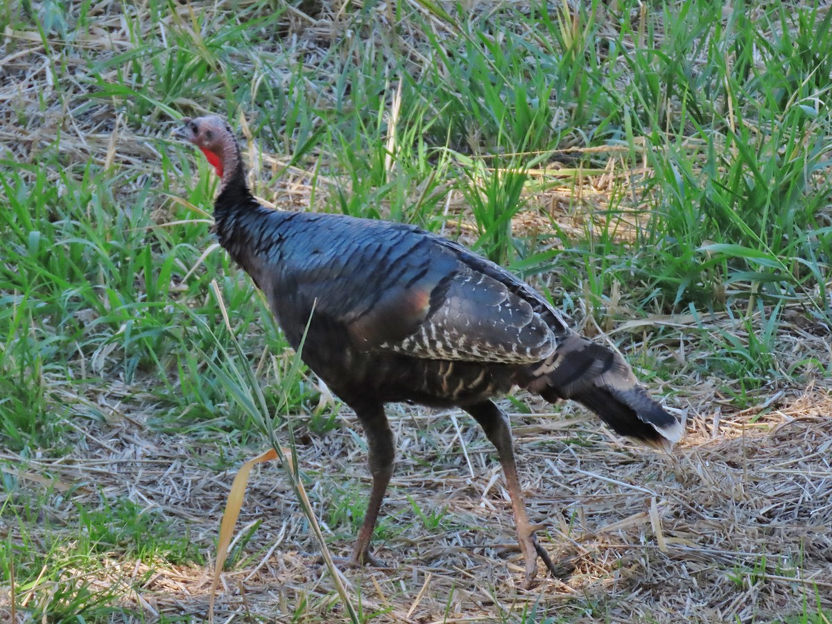 Wild Turkey - ML624582819