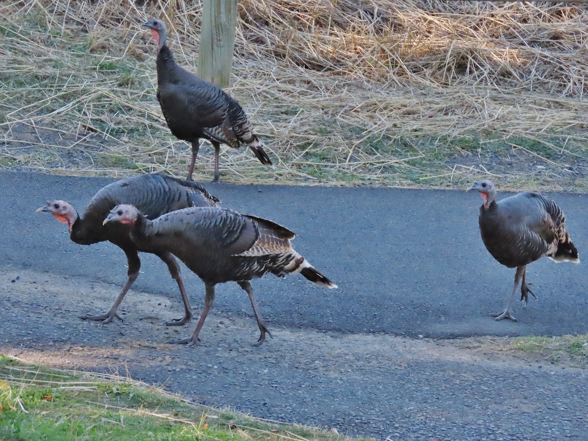 Wild Turkey - ML624582820