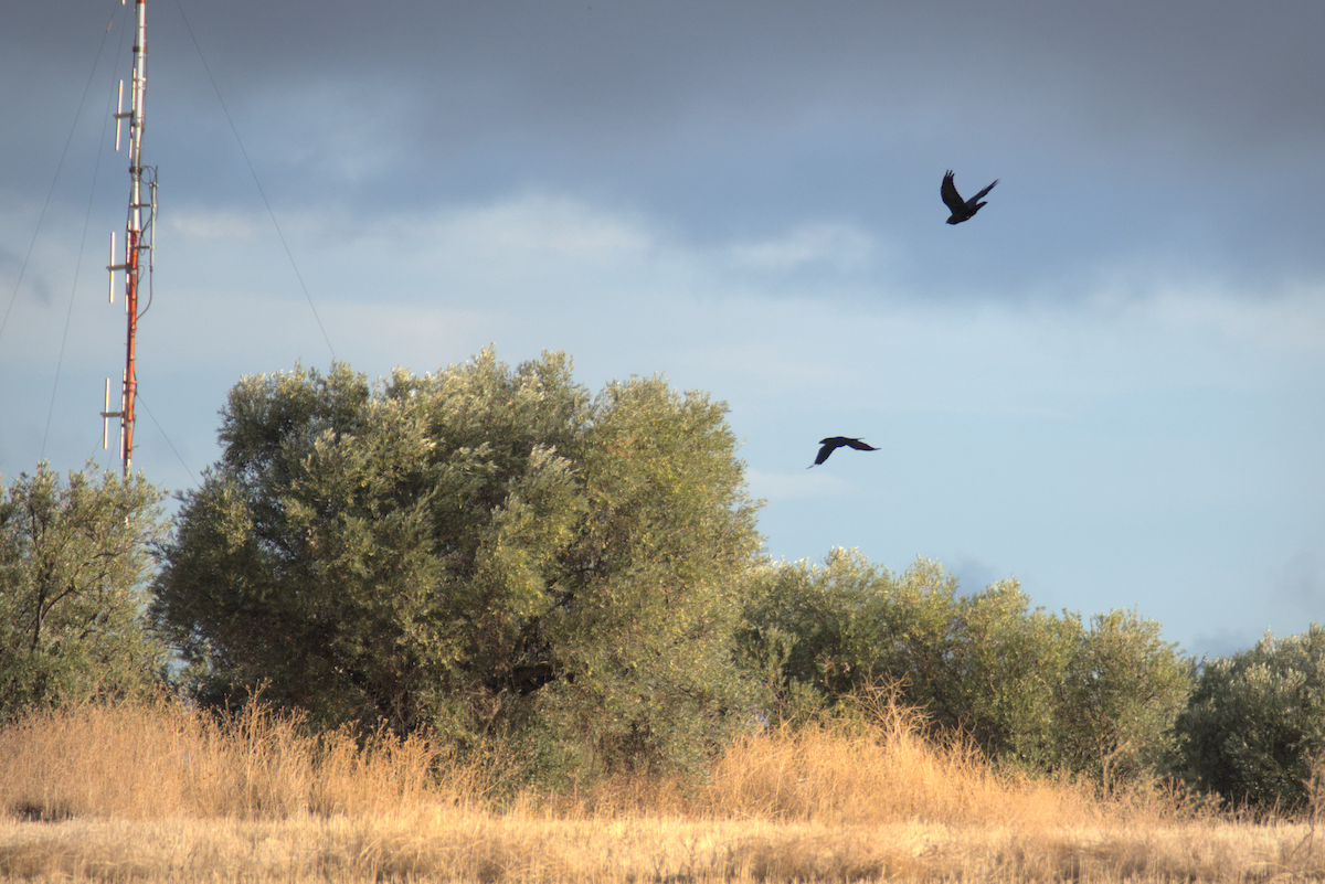 Common Raven - ML624582892