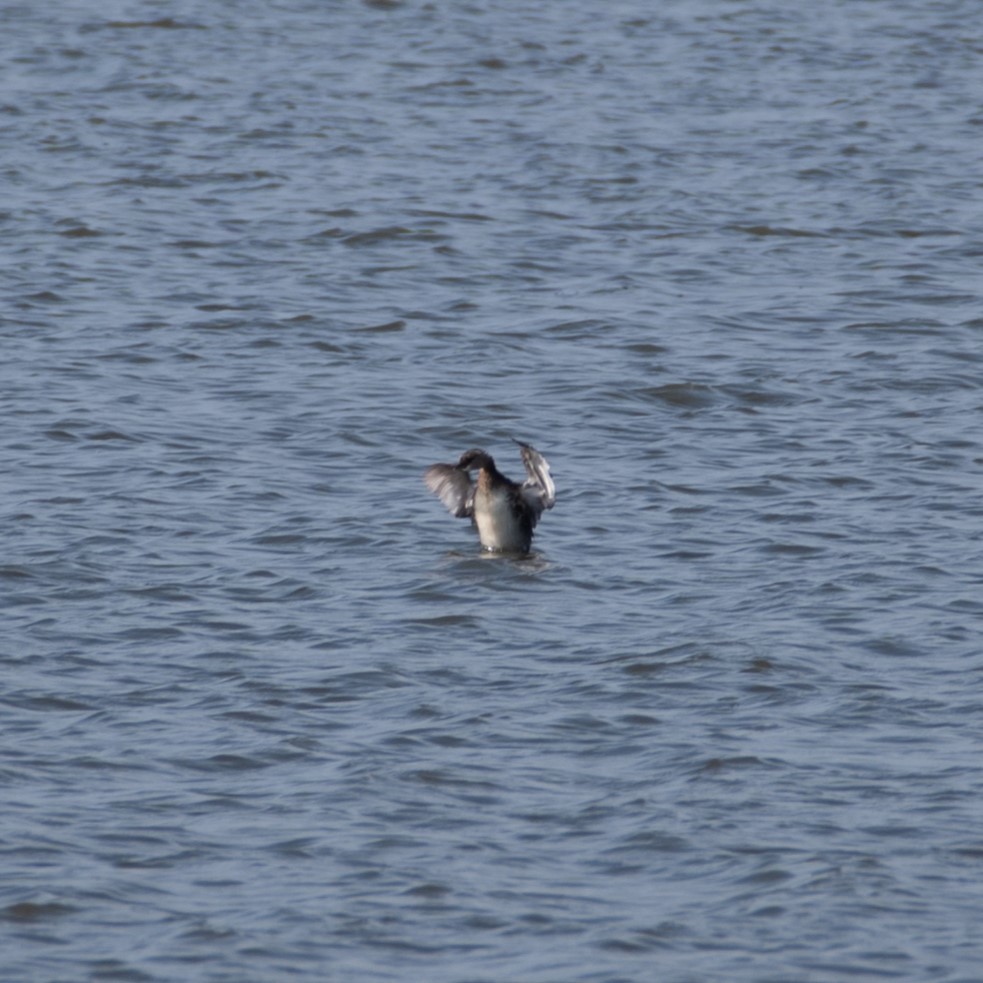 Pied-billed Grebe - ML624582958