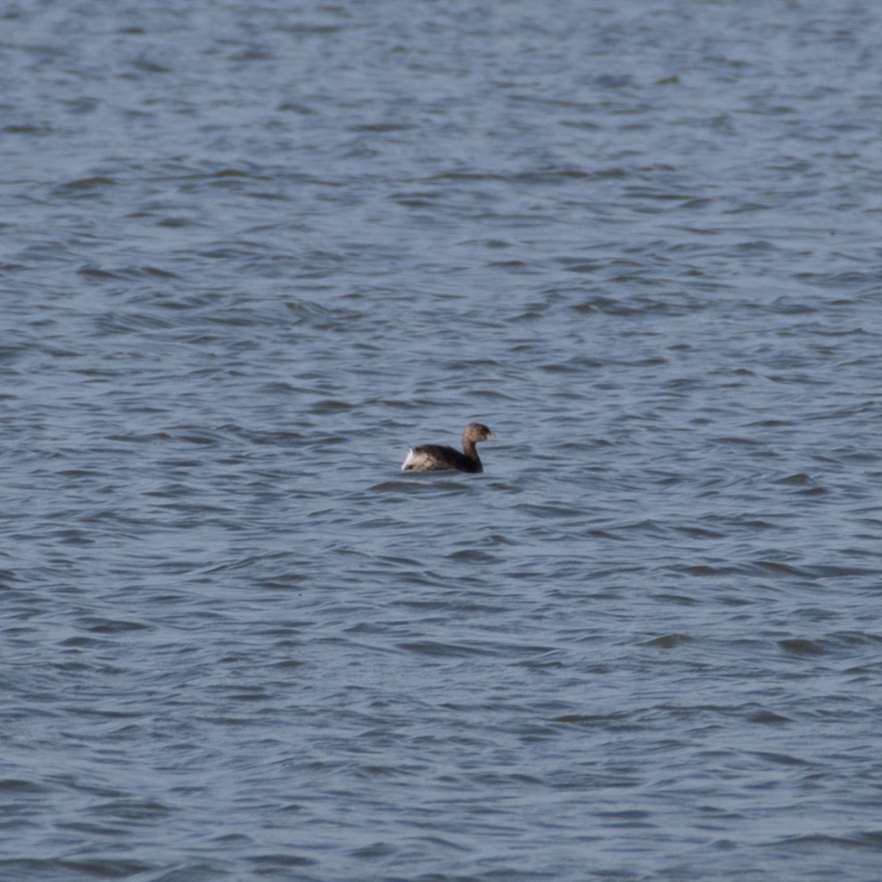 Pied-billed Grebe - ML624582960