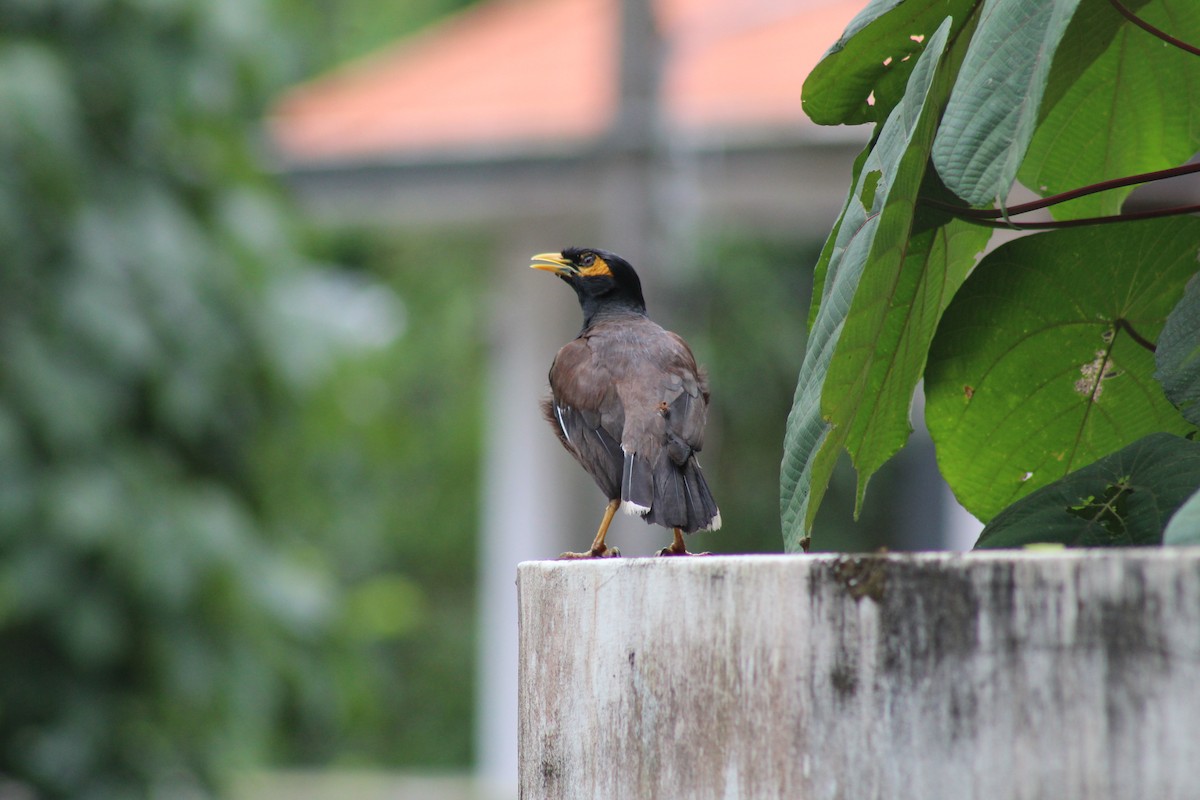 Common Myna - ML624582973