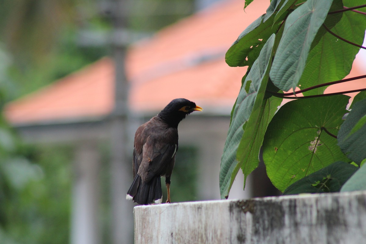 Common Myna - ML624582974