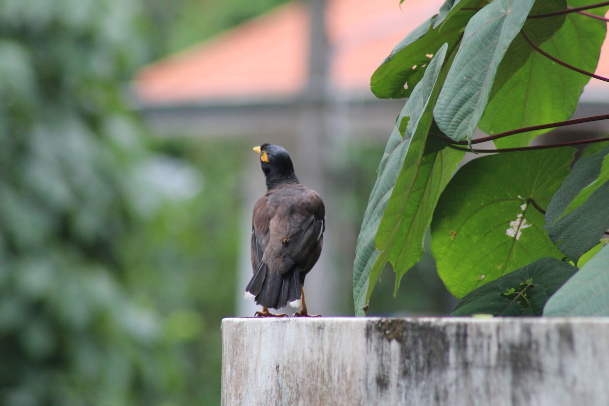 Common Myna - ML624582975