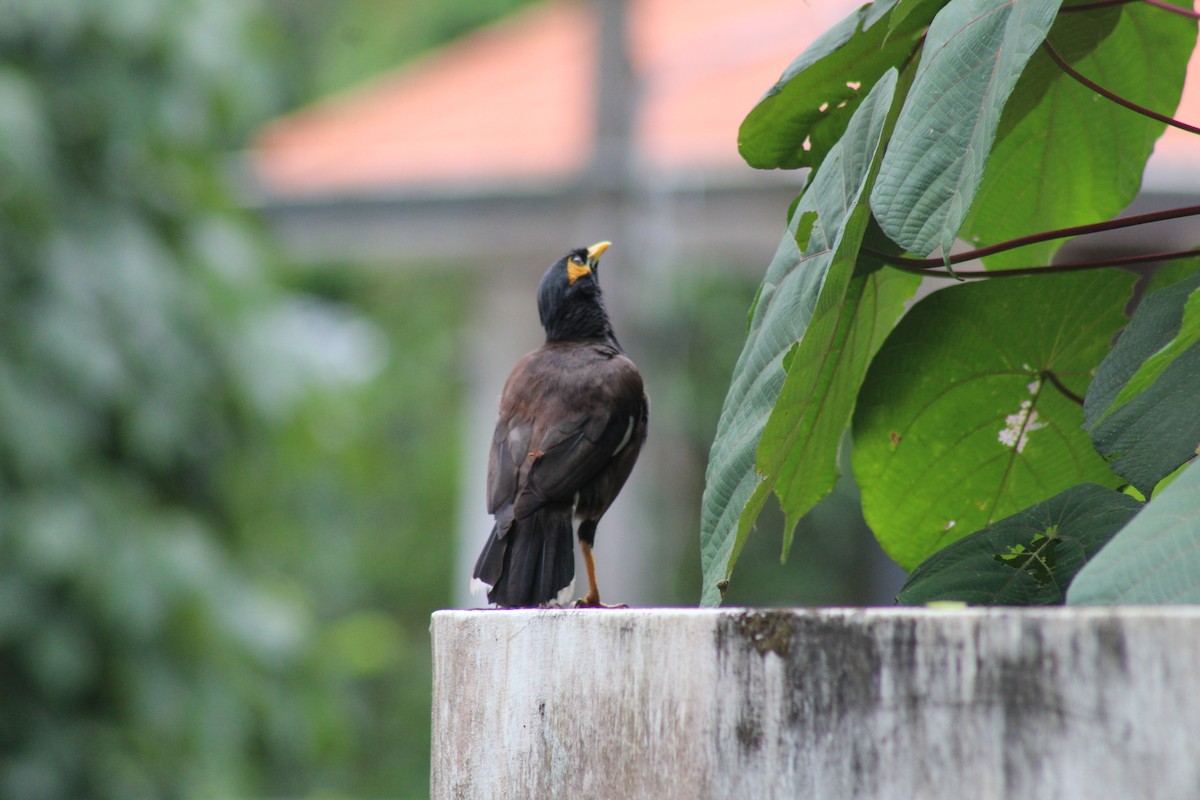 Common Myna - ML624582978