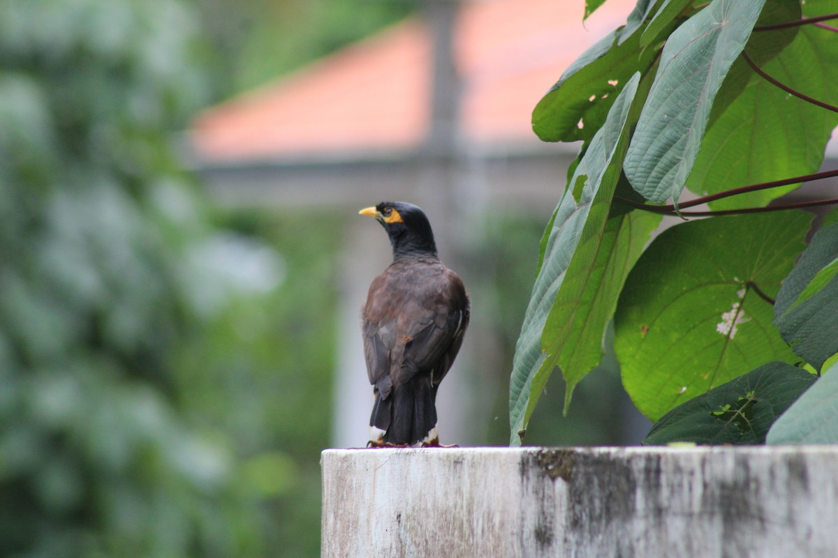 Common Myna - ML624582979