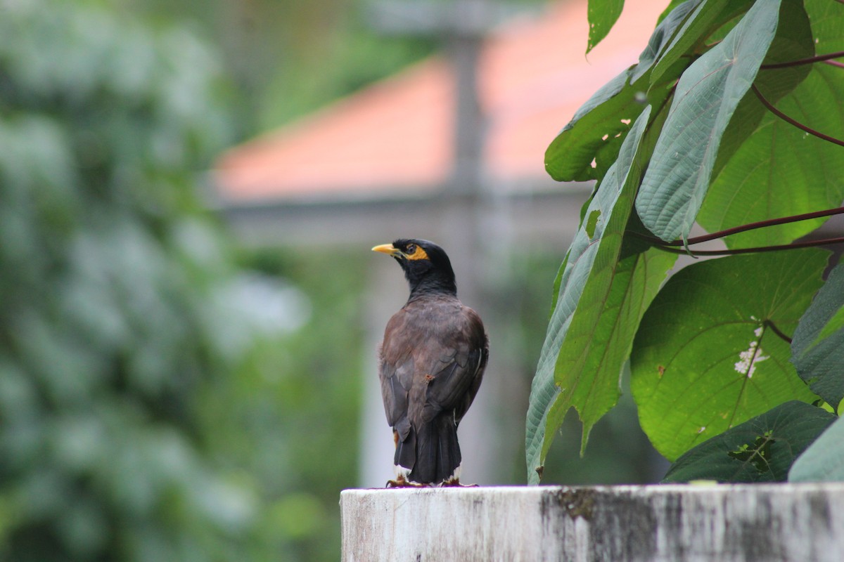 Common Myna - ML624582981