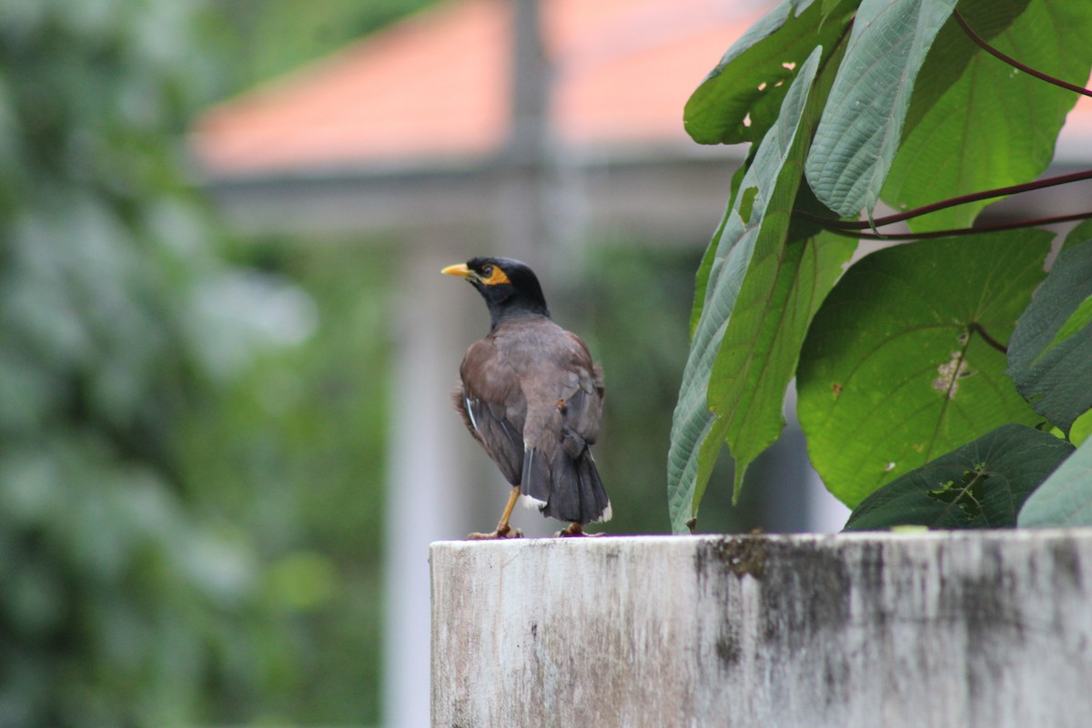 Common Myna - ML624582982