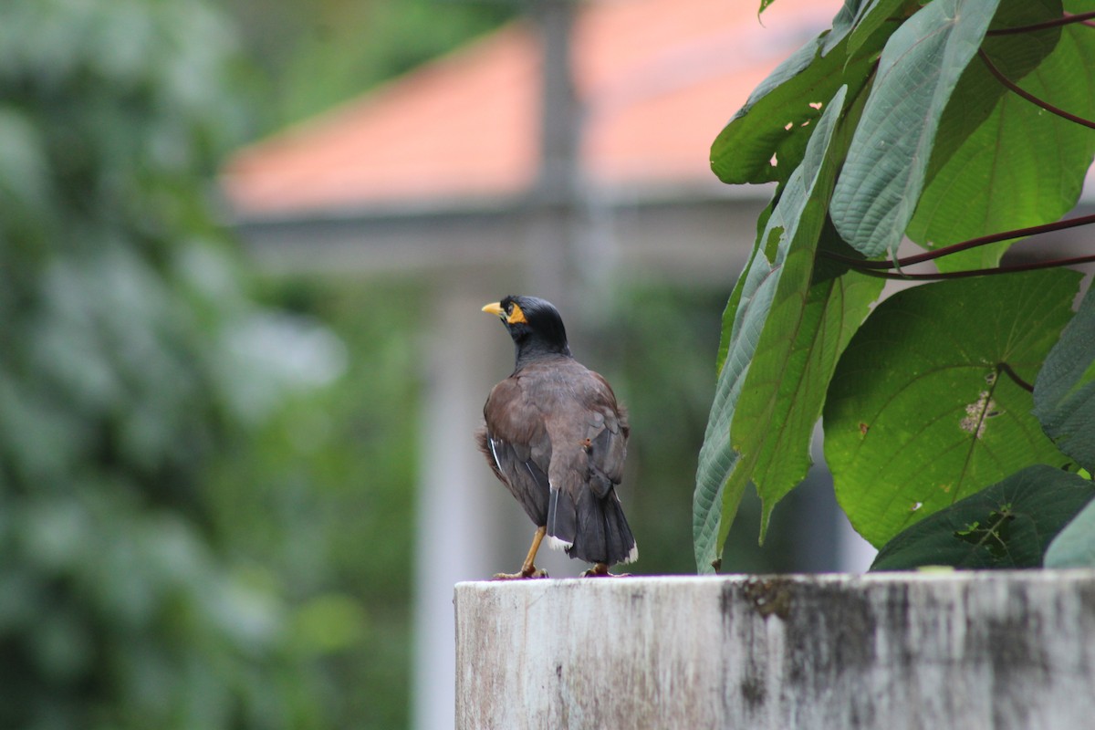 Common Myna - ML624582983