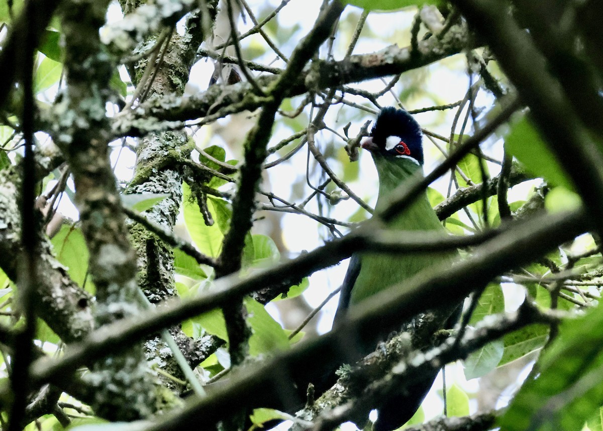 Turaco de Hartlaub - ML624583081