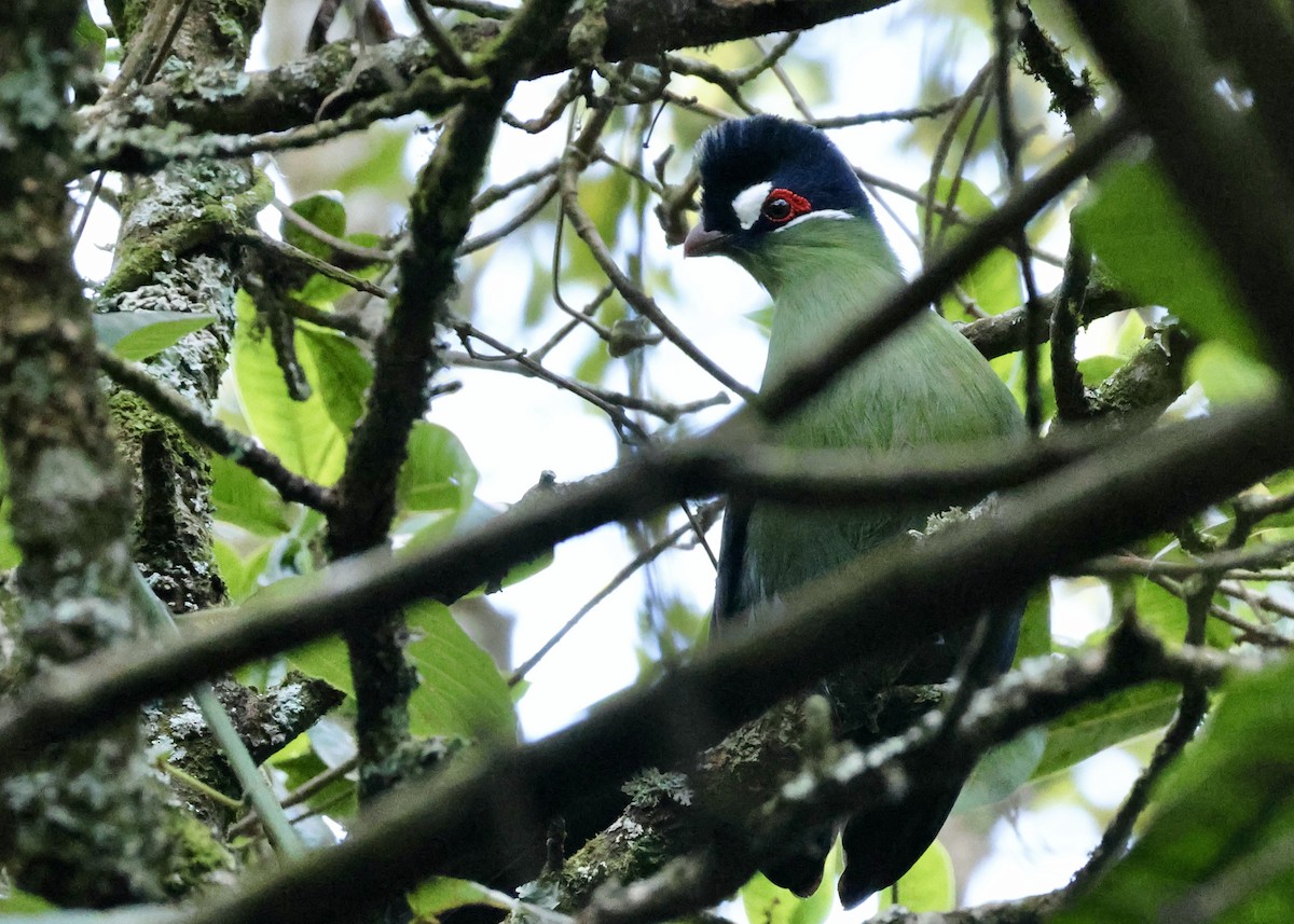 Turaco de Hartlaub - ML624583083