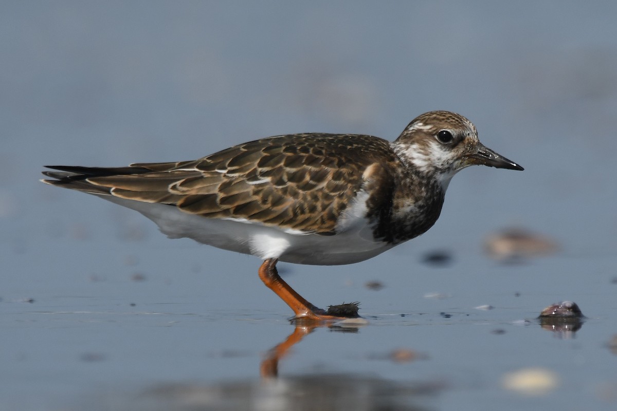 Ruddy Turnstone - ML624583156