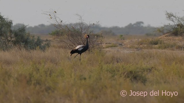 Black Crowned-Crane - ML624583223