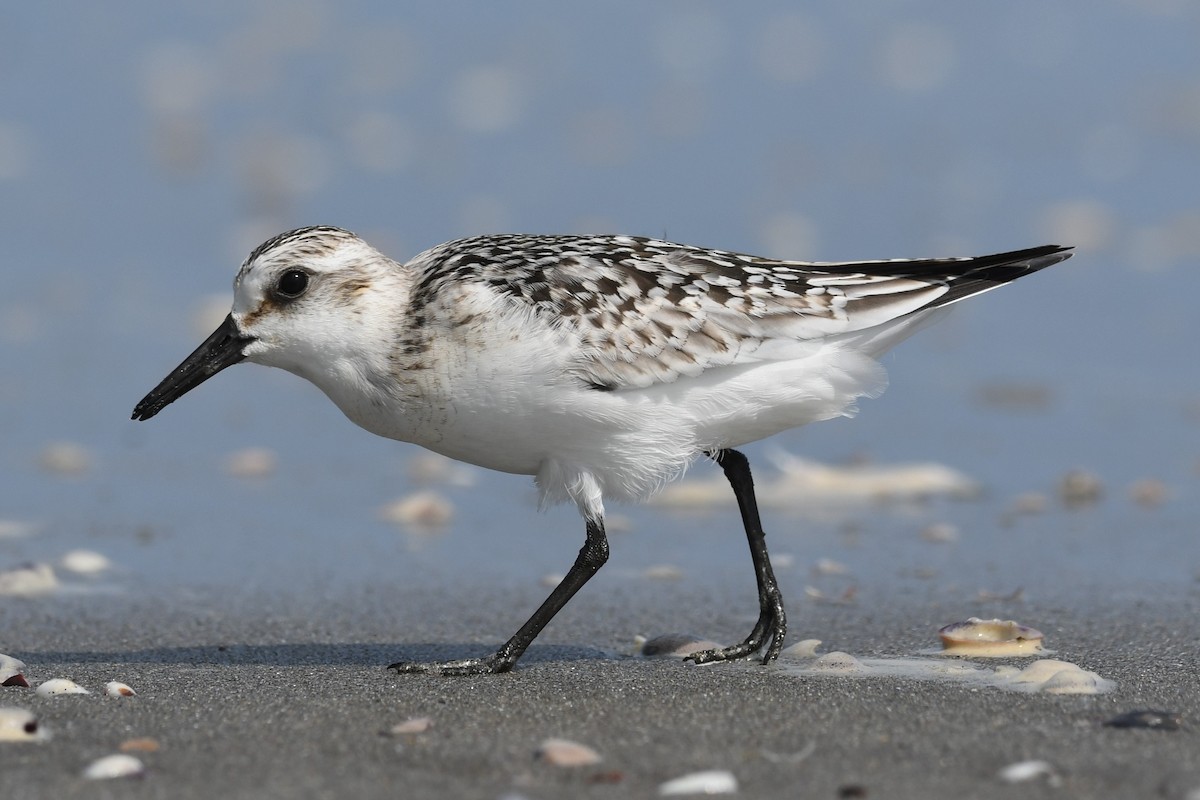 Sanderling - ML624583245