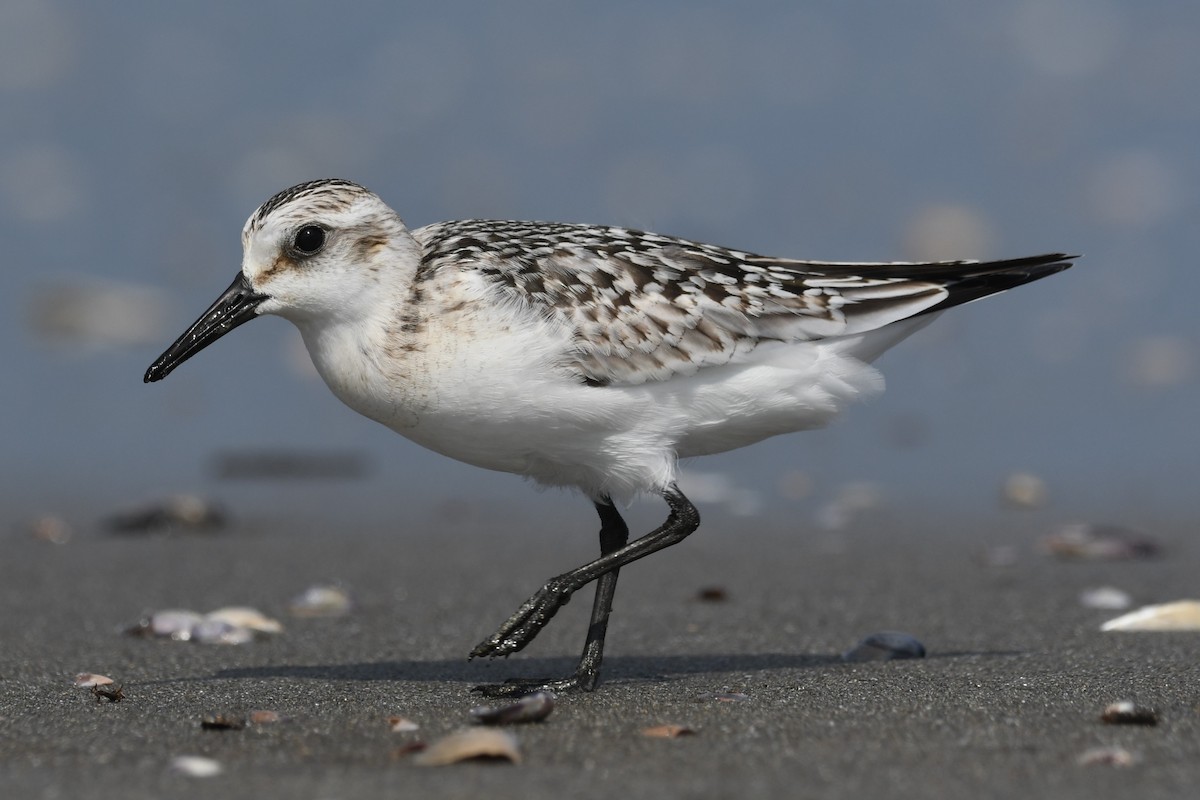 Sanderling - ML624583246