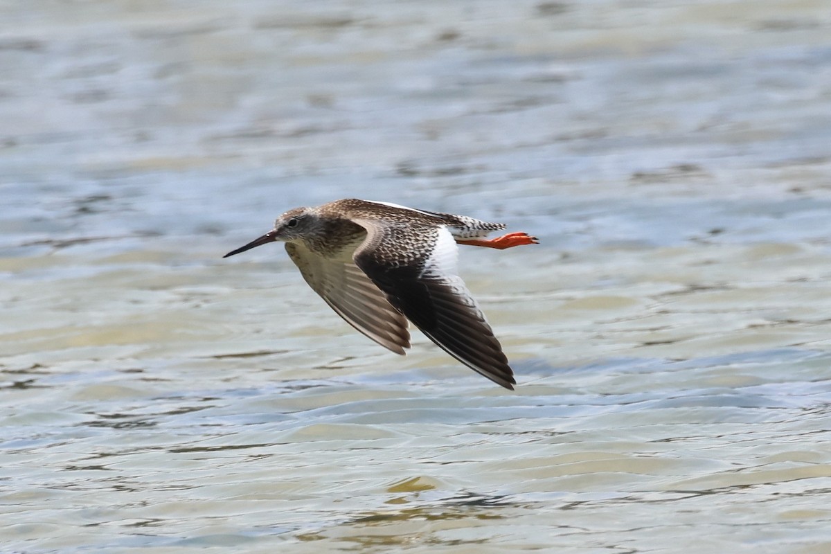 Common Redshank - ML624583294