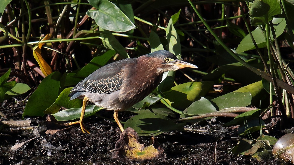 Green Heron - ML624583309