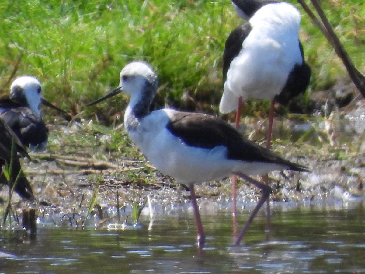 Pied Stilt - ML624583311