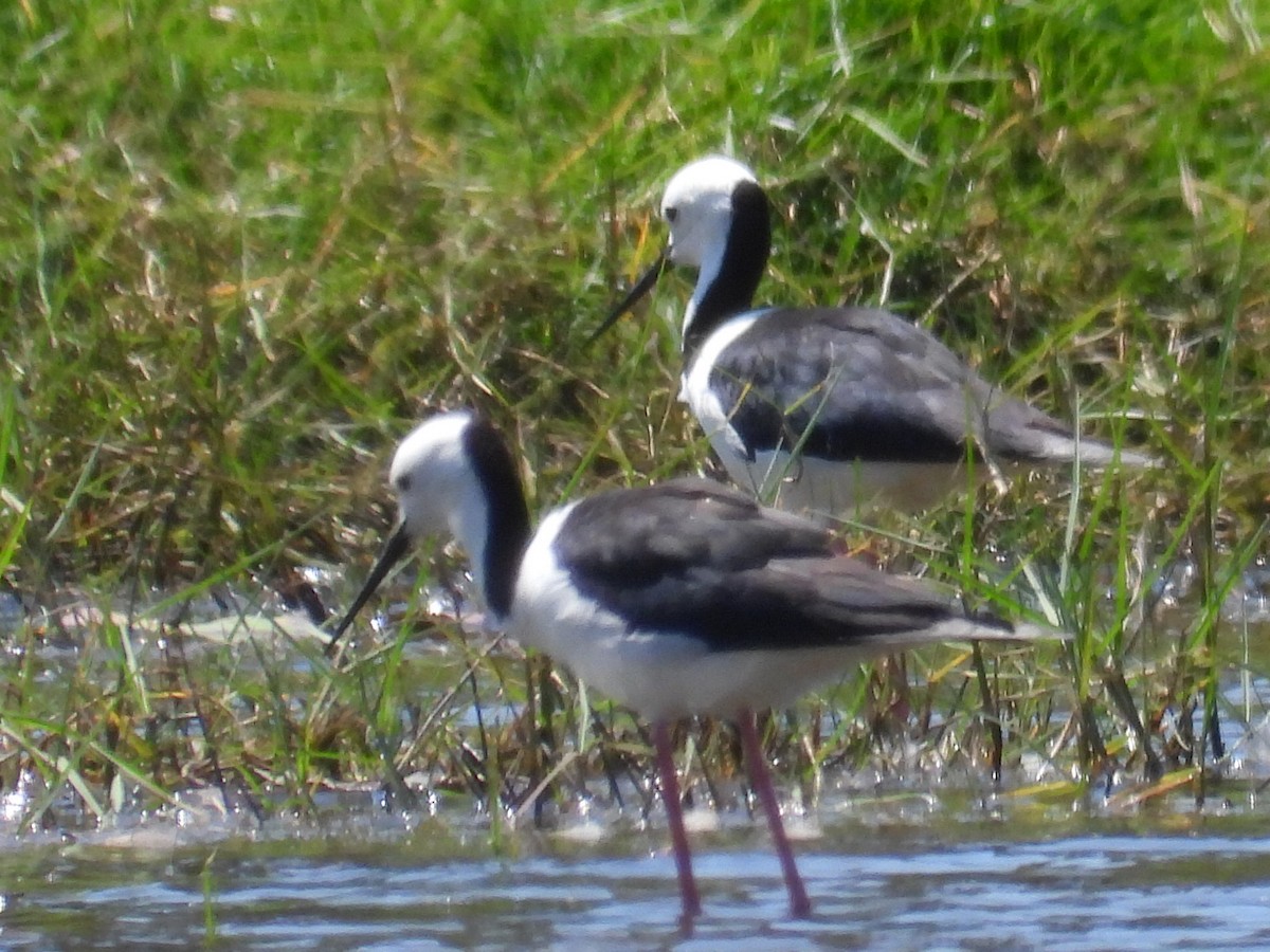 Pied Stilt - ML624583312