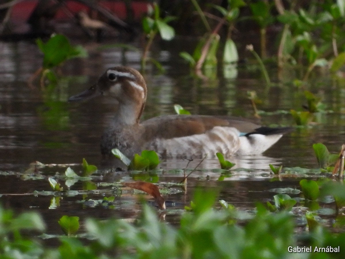 Ringed Teal - ML624583317