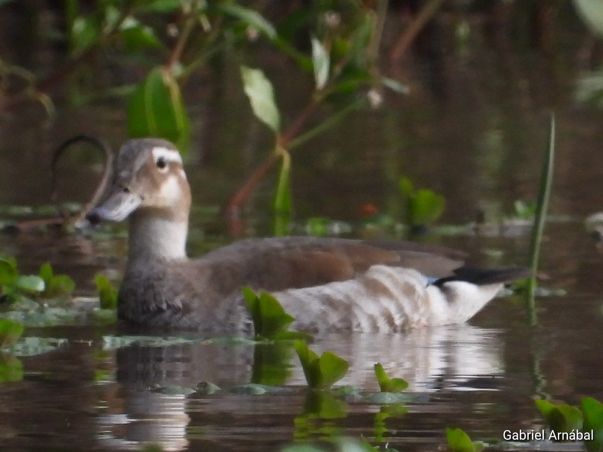 Ringed Teal - ML624583318