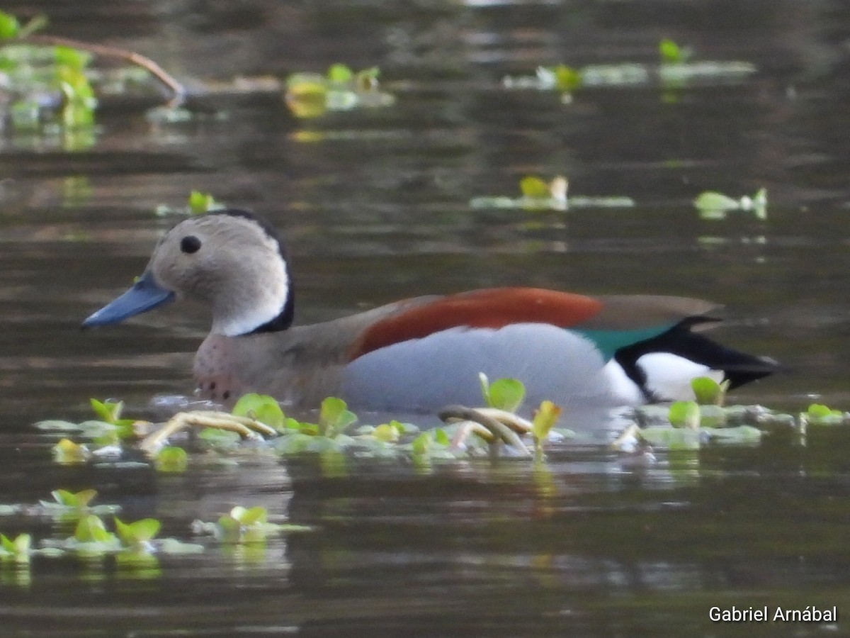 Ringed Teal - ML624583319