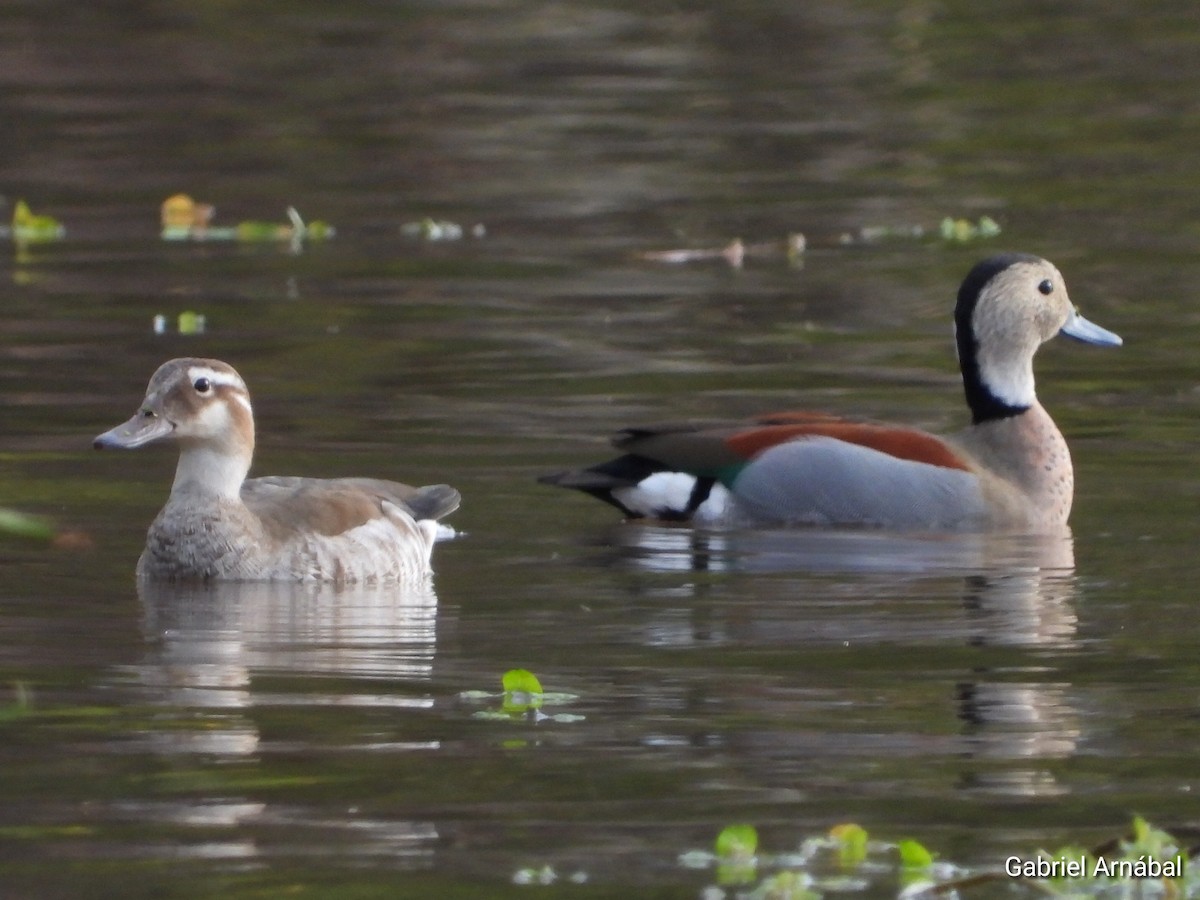 Ringed Teal - ML624583320