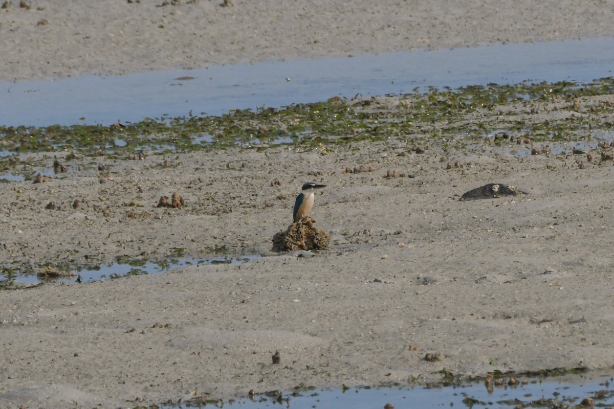 Sacred Kingfisher (Australasian) - ML624583321